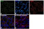 ZO-1 Antibody in Immunocytochemistry (ICC/IF)