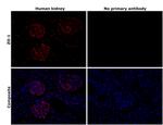 ZO-1 Antibody in Immunohistochemistry (Paraffin) (IHC (P))