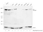 ZO-1 Antibody in Western Blot (WB)