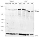 ZO-1 Antibody in Western Blot (WB)