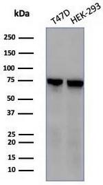 Heat shock 70 kDa protein 1B (HSPA1B) Antibody in Western Blot (WB)