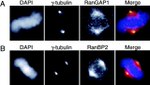 RANGAP1 Antibody in Immunocytochemistry (ICC/IF)