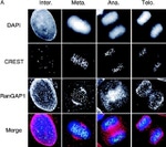 RANGAP1 Antibody in Immunocytochemistry (ICC/IF)