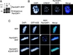 RANGAP1 Antibody in Immunocytochemistry (ICC/IF)