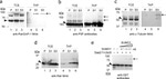 RANGAP1 Antibody in Western Blot (WB)