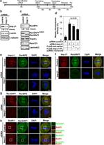 RANGAP1 Antibody in Western Blot, Immunocytochemistry (WB, ICC/IF)