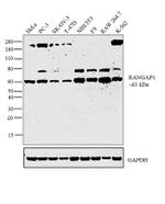 RANGAP1 Antibody in Western Blot (WB)