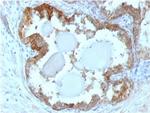 HSP27 (Heat Shock Protein 27) Antibody in Immunohistochemistry (Paraffin) (IHC (P))