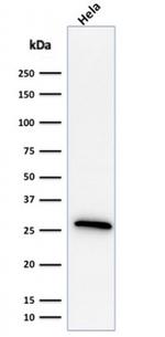 HSP27 (Heat Shock Protein 27) Antibody in Western Blot (WB)