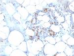 HSP27 (Heat Shock Protein 27) Antibody in Immunohistochemistry (Paraffin) (IHC (P))