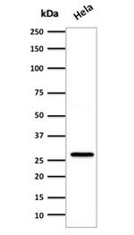 HSP27 (Heat Shock Protein 27) Antibody in Western Blot (WB)