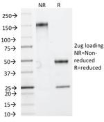 HSP27 (Heat Shock Protein 27) Antibody in SDS-PAGE (SDS-PAGE)