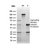 Heat Shock 27kDa Protein 1 Antibody in SDS-PAGE (SDS-PAGE)