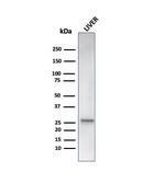 Heat Shock 27kDa Protein 1 Antibody in Western Blot (WB)