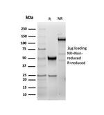 Heat Shock 27kDa Protein 1 Antibody in SDS-PAGE (SDS-PAGE)