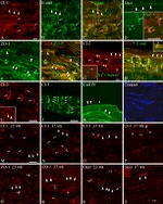 Claudin 3 Antibody in Immunohistochemistry (Frozen) (IHC (F))