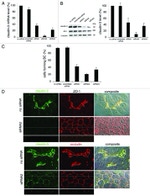 Claudin 3 Antibody in Immunocytochemistry (ICC/IF)