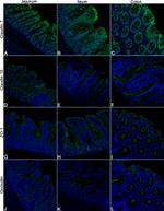 Claudin 10 Antibody in Immunohistochemistry (IHC)