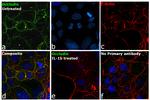 Occludin Antibody