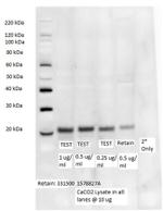 Occludin Antibody in Western Blot (WB)