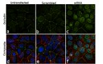 Occludin Antibody