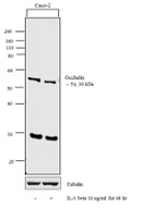 Occludin Antibody in Western Blot (WB)