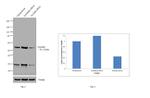 Occludin Antibody in Western Blot (WB)