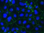 Occludin Antibody in Immunocytochemistry (ICC/IF)