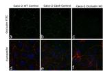 Occludin Antibody