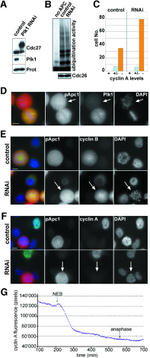 PLK1 Antibody in Western Blot (WB)