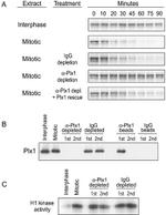 PLK1 Antibody in Western Blot (WB)