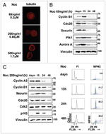 PLK1 Antibody in Western Blot (WB)