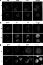 PLK1 Antibody in Immunocytochemistry (ICC/IF)