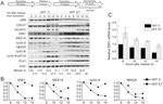 PLK1 Antibody in Western Blot (WB)