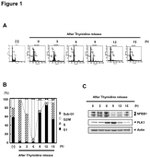 PLK1 Antibody in Western Blot (WB)