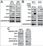 TSC1 Antibody in Western Blot (WB)