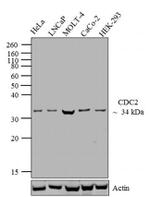 CDK1 Antibody in Western Blot (WB)