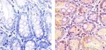 CDK1 Antibody in Immunohistochemistry (Paraffin) (IHC (P))