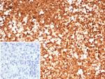 HSP90AA1 (Heat Shock Protein 90) Antibody in Immunohistochemistry (Paraffin) (IHC (P))