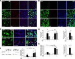 Lamin B1 Antibody in Western Blot (WB)