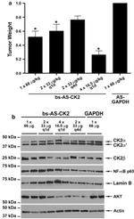 Lamin B1 Antibody in Western Blot (WB)