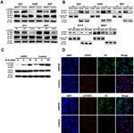 Lamin B1 Antibody in Western Blot (WB)