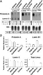 Lamin B2 Antibody in Western Blot (WB)