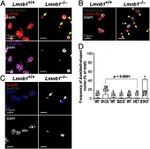 Lamin B2 Antibody in Immunocytochemistry (ICC/IF)