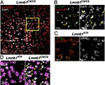 Lamin B2 Antibody in Immunocytochemistry (ICC/IF)