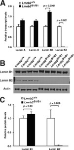 Lamin B2 Antibody in Western Blot (WB)