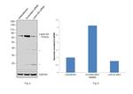 Lamin B2 Antibody in Western Blot (WB)