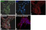 STAT4 Antibody in Immunocytochemistry (ICC/IF)