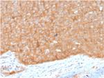 HSP90AB1 (Heat Shock Protein 90) Antibody in Immunohistochemistry (Paraffin) (IHC (P))