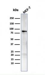 HSP90AB1 (Heat Shock Protein 90) Antibody in Western Blot (WB)